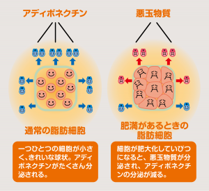 アディポネクチンは太ると減る